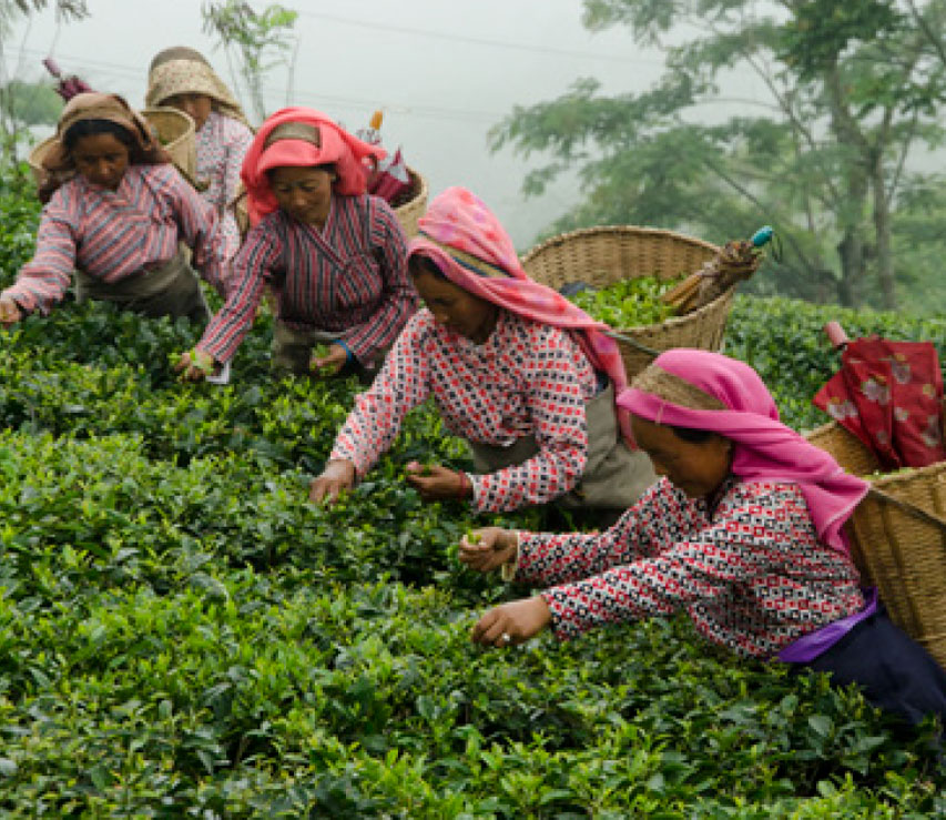 Mighty Leaf 源自對整片茶葉的共同熱愛